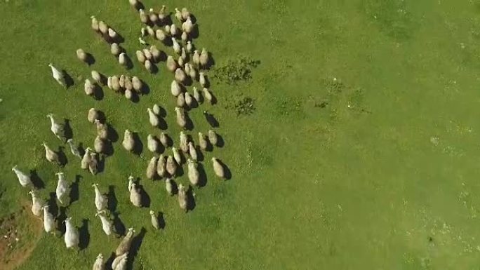 佐治亚州库塔伊西山区牧场上奔跑的绵羊和山羊群