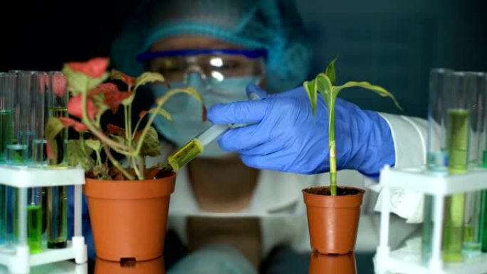 实验室辅助注入肥料在fittonia植物遗传育种实验中的应用