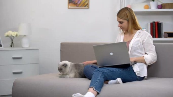 女孩在笔记本电脑上搜索兽医网站以注册cat进行兽医咨询