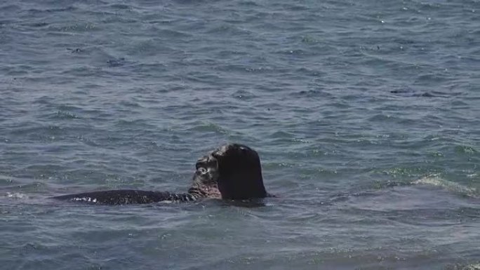 加利福尼亚海岸的象海豹
