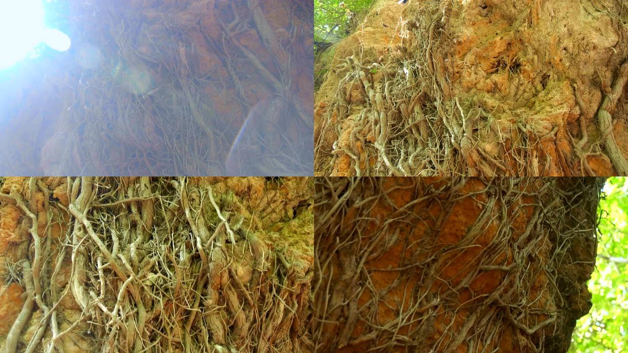 在地球表面的森林中，有一个密集的树根网络