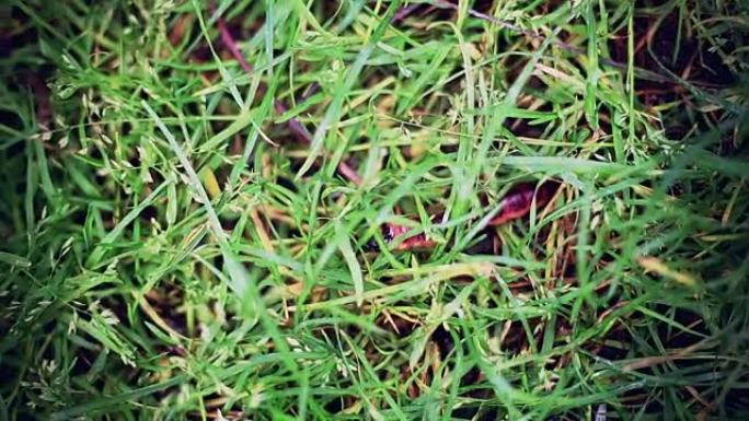 彩色蠕虫在草地上移动