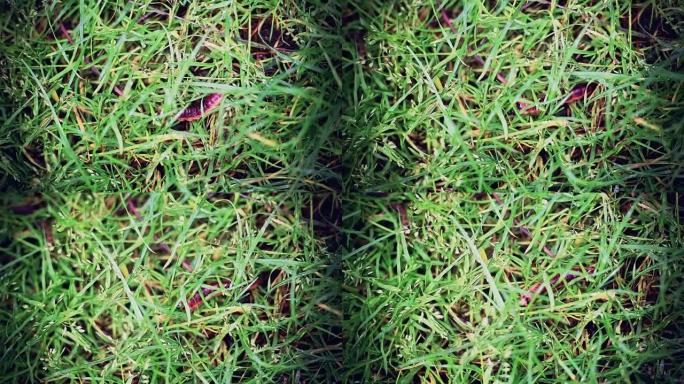 彩色蠕虫在草地上移动