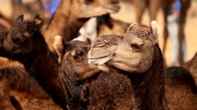在Pushkar博览会上慢动作的骆驼，也称为Pushkar Camel博览会，或在当地称为Karti