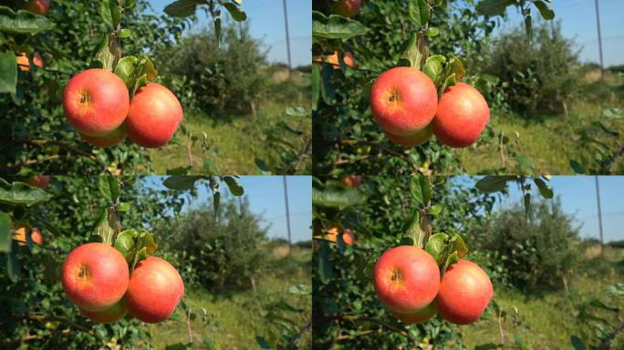 果园上的红苹果特写空镜生态园