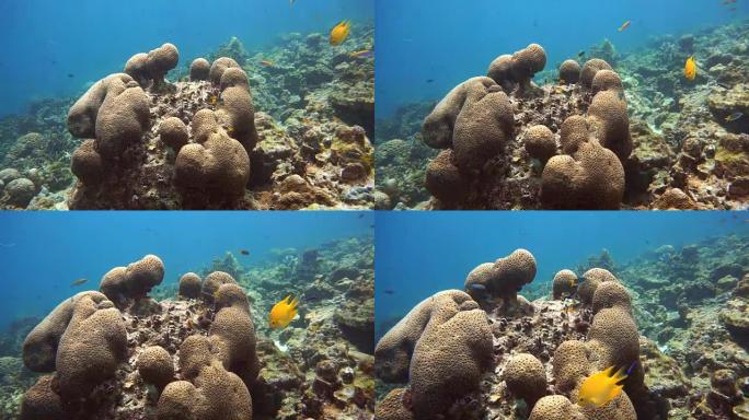 珊瑚白化 (Phylum Cnidaria) (Anthozoa) 由于全球变暖造成的环境破坏。泰国