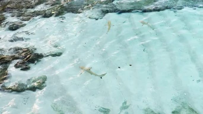 马尔代夫浅水区的Babyshark (黑鳍礁鲨)