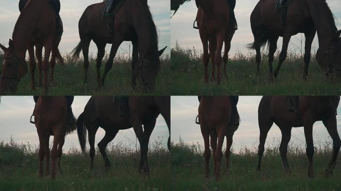 两匹马在田野上吃草
