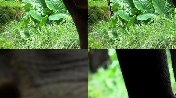在泰国的一个旅游大象营地，亚洲象在泥泞的小路上行走