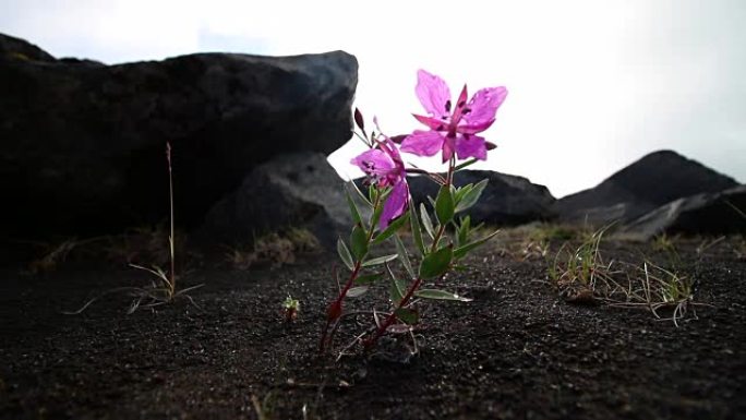 花冰岛语，Chamerion latifolium