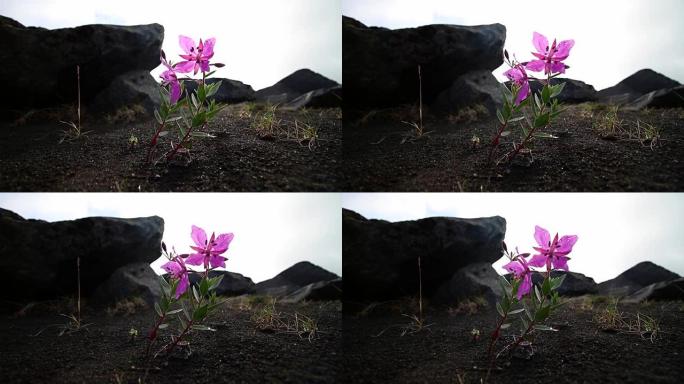 花冰岛语，Chamerion latifolium