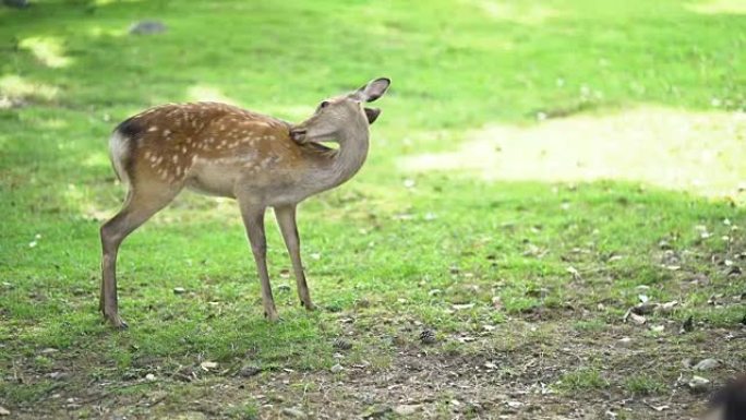 奈良东大寺的Deers是奈良的首都。