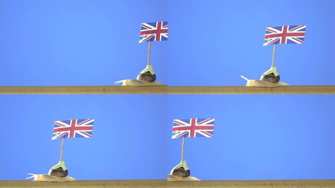 花园蜗牛举着英国国旗的超高清视频