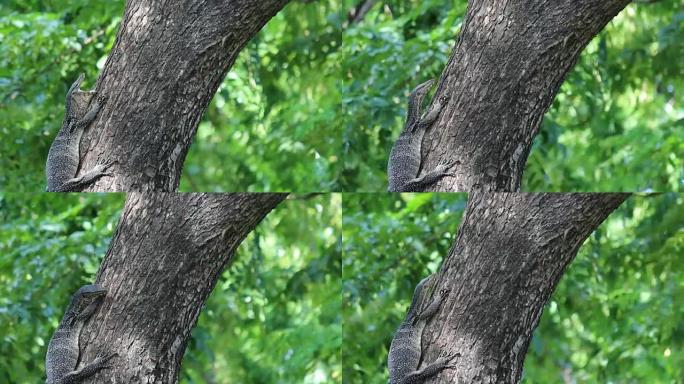 巨蜥爬树 (Varanus bengalesis)