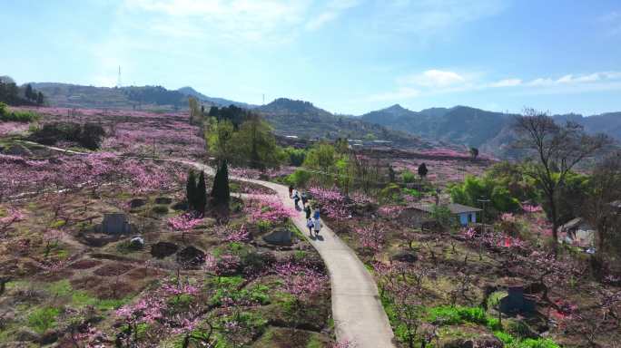 春暖桃花开赏桃花5k航拍