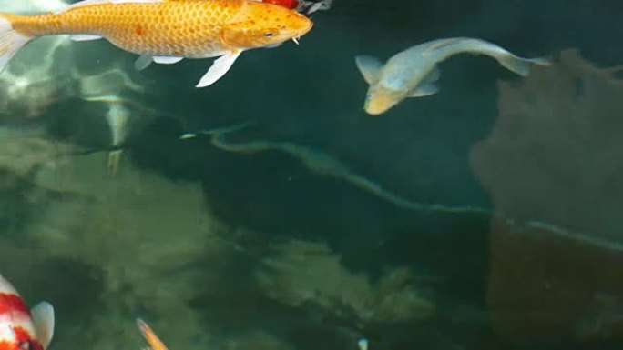 锦鲤鱼，花哨的鲤鱼在上面游泳