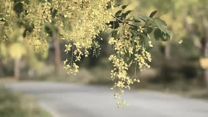 风中的金雨花 (决明子瘘管花)