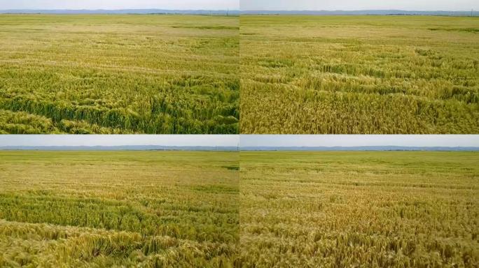 平原农业区的黄金小麦作物