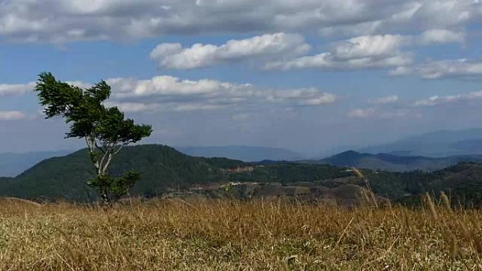 山上的金草草地金草草地