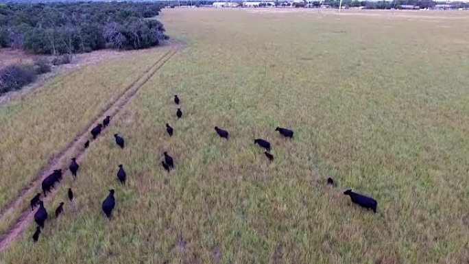 夏季在得克萨斯州中部牧场放牧的牛，在开阔的田野里有大量的草，直线上升