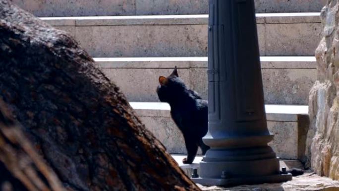 绿眼睛的黑猫停下脚步，环顾四周