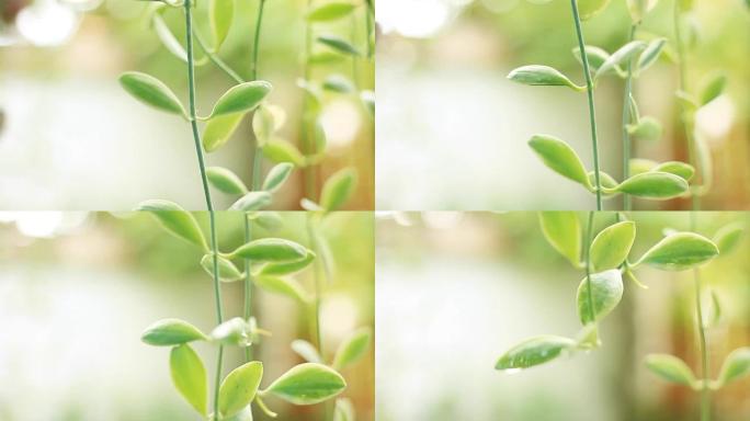 高清多莉: 美丽的悬挂式观赏花园。