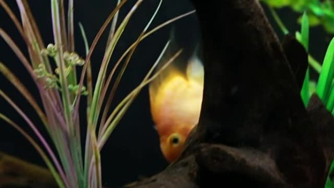 水族馆中的红鹦鹉丽鱼科鱼