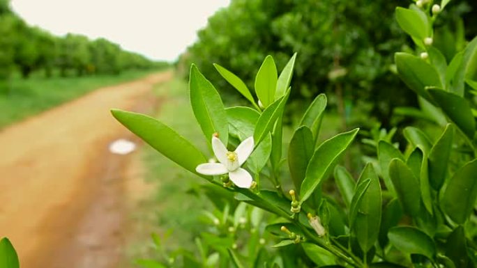 橙花春天花开春季花儿春花秋月