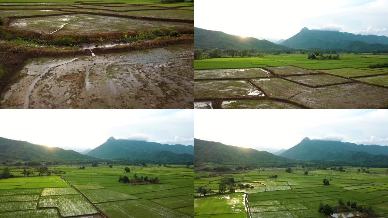 鸟瞰图: 泰国的稻田和农业用地
