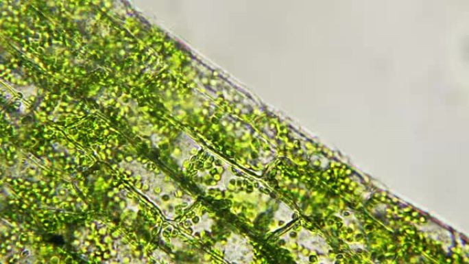 叶绿体移动的植物细胞，显微观察