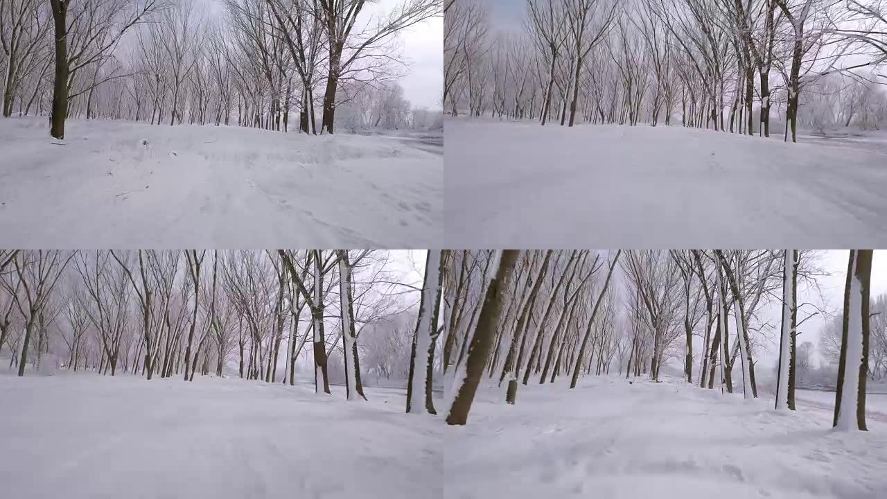 飞入白雪皑皑的树木