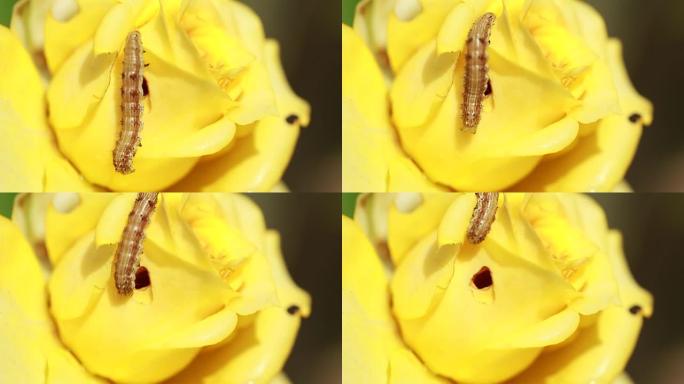 黄玫瑰上的毛毛虫