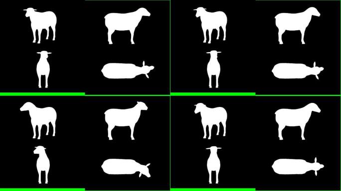 动物绿色屏幕 (可循环)