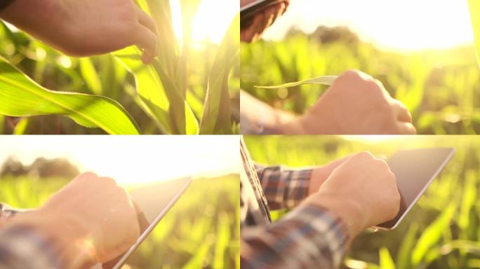 农民将数字平板电脑应用于玉米田，现代技术应用于农业生产活动中
