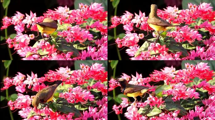 鸟在花中吃甜酱小鸟觅食枝头