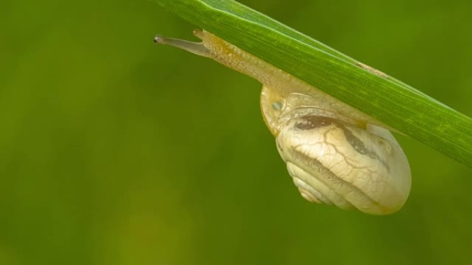 蜗牛在草叶上爬行生机