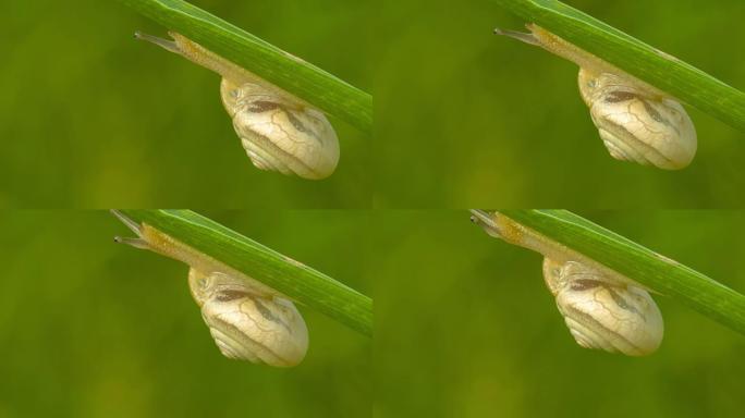 蜗牛在草叶上爬行生机