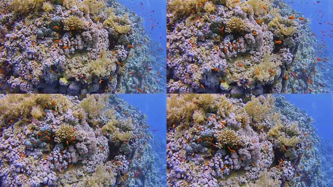 在珊瑚礁上潜水，在马萨阿拉姆/红海埃及有很多珠宝仙女鱼