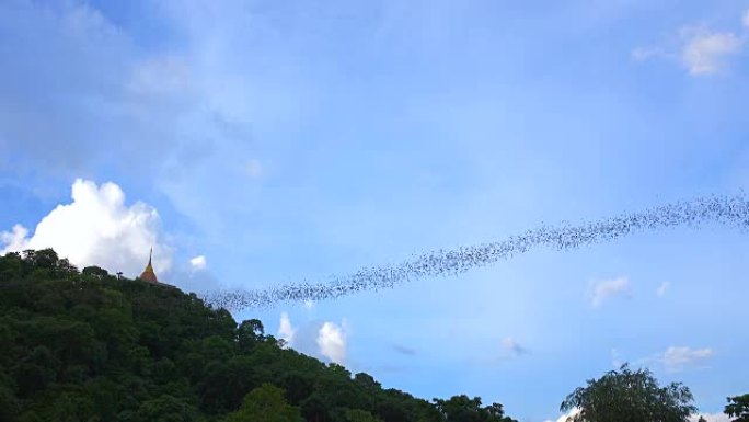 蝙蝠在飞翔