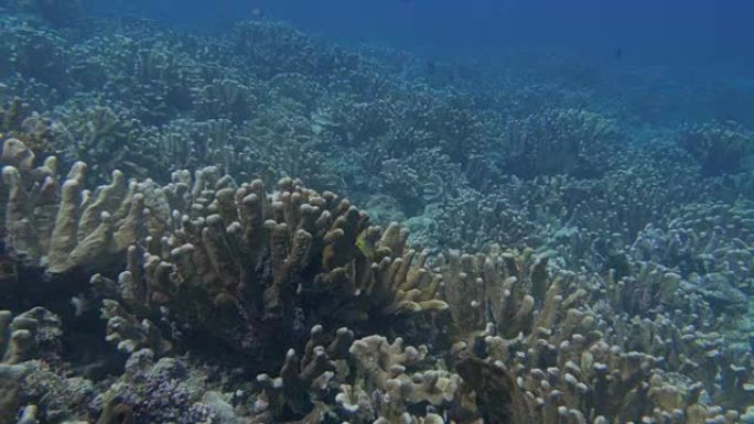 班达群岛的健康珊瑚礁