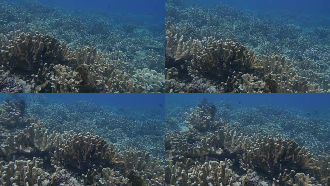 班达群岛的健康珊瑚礁