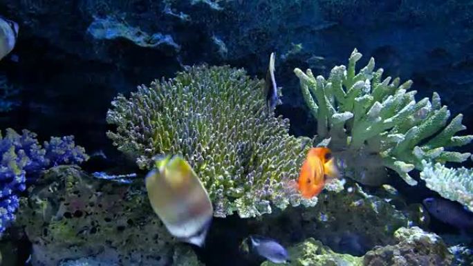 水族馆公共鱼类和珊瑚热带彩色鱼类