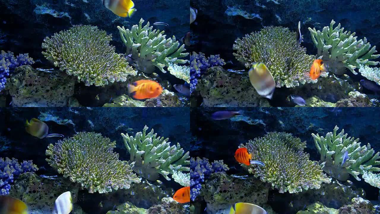 水族馆公共鱼类和珊瑚热带彩色鱼类