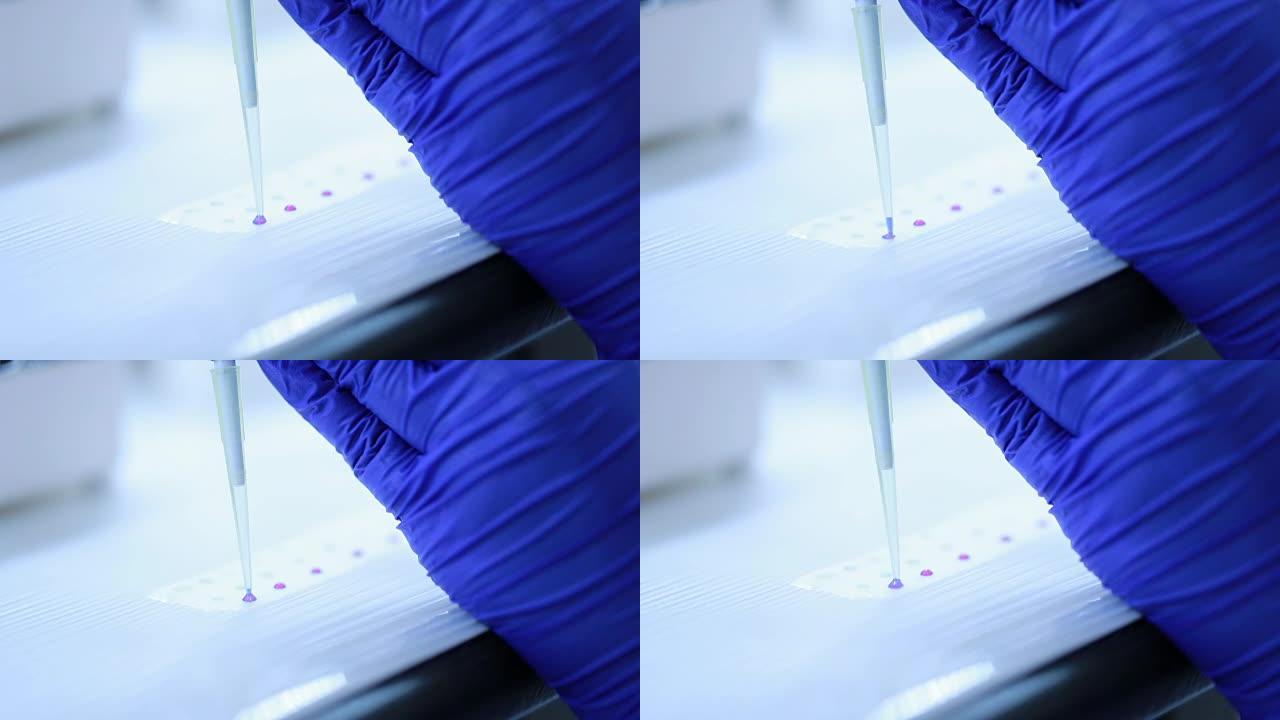 科学家正在将DNA混合在parafilm上并加载到琼脂糖中