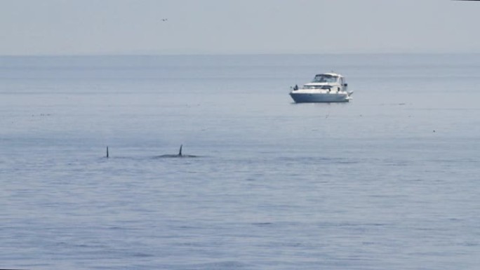 当游艇在华盛顿圣胡安岛附近航行时，鲸鱼在星期五港口的水面上浮出水面的慢动作镜头
