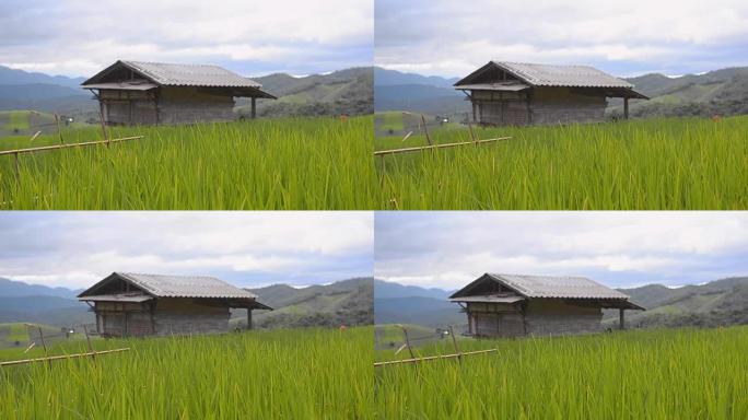 多莉:只有绿色稻田中的小木屋
