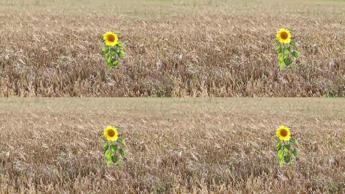 向日葵与小麦一起在田间生长。