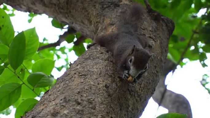 LA CU拍摄松鼠在树上吃豆子
