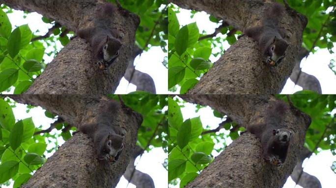 LA CU拍摄松鼠在树上吃豆子