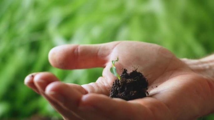 张开手掌，将植物的幼苗放在张开的手掌中，并在绿色背景的相机中拉伸。拯救地球的概念。环境救援